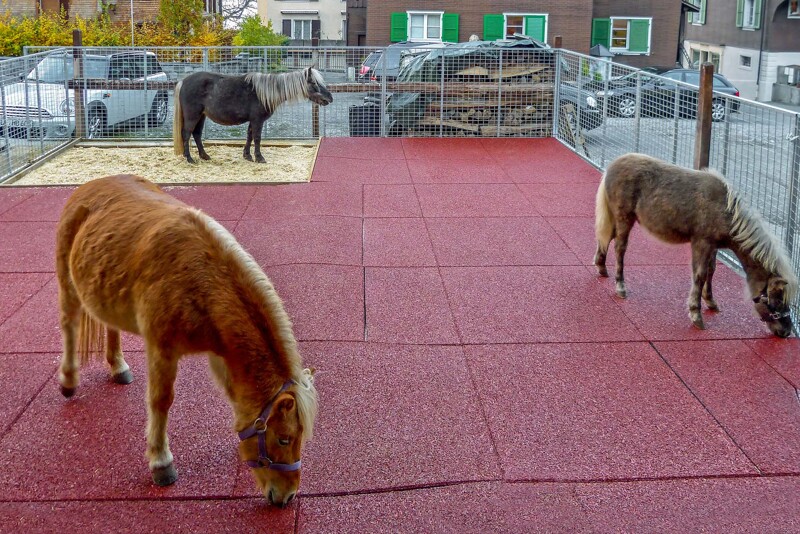 Deux poneys reniflent les nouveaux tapis pour paddock WARCO muni de la zone des toilettes à litière de sciure de bois.