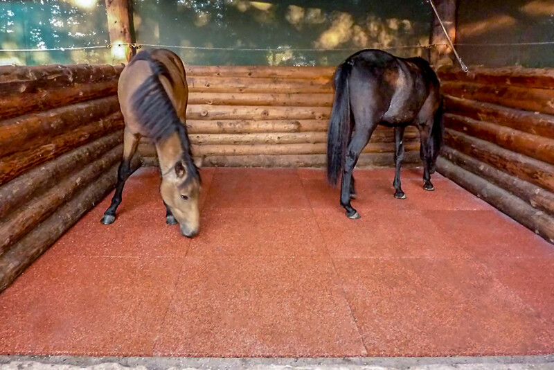 Zwei Pferde beziehen ihren Offenstall, der frisch mit roten Stallmatten von WARCO im Format 1 x 1 m ausgelegt wurde. Der Stallboden aus Gummigranulat wird von den Pferden gut angenommen.