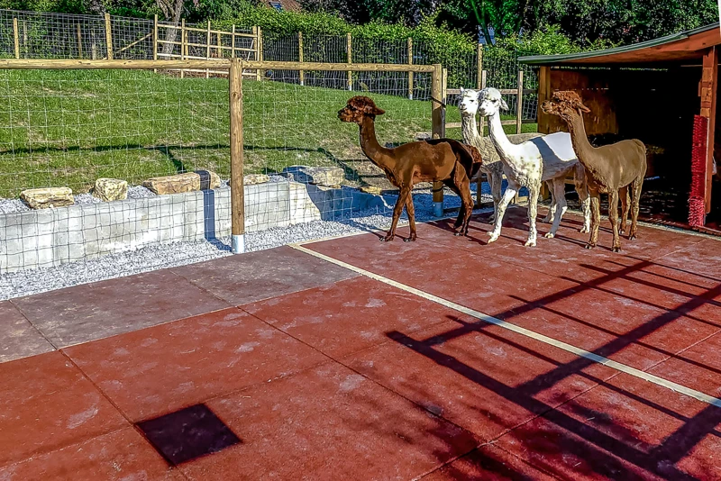Un piccolo gruppo di 4 alpaca si trova nel paddock davanti a un riparo realizzato con i tappeti per scuderia WARCO elastici, durevoli e antiscivolo.