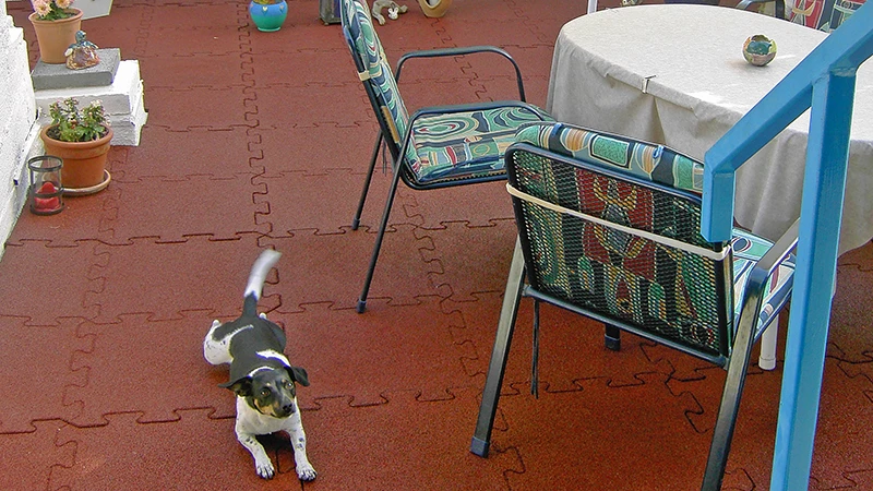 Cette photo présente un balcon recouvert de dalles puzzle WARCO rouges. Un petit chien se déplace librement sur la surface élastique et antidérapante, tandis qu’un coin salon invite à des moments conviviaux. Le sol protège le support de l’humidité et des dommages, tout en étant facile à entretenir et résistant aux intempéries. Ainsi, cet espace extérieur demeure un lieu confortable pour se détendre pendant de nombreuses années.