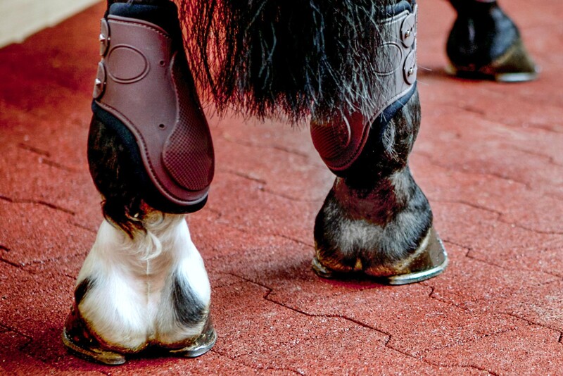 Des sabots chaussés de fers à cheval sur le pavé autobloquant rouges en double T installés sur le  marcheur pour chevaux