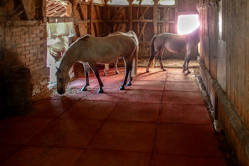 Trois chevaux se tiennent sur des tapis écurie rouges WARCO dans une écurie ouverte avec une zone de toilette muni de litière