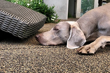Weimaraner liegt entspannt vor Korbstuhl auf brauner WARCO--Hundebodenbelag.